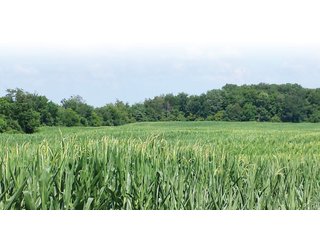 Property photo 2 - Real Estate Auction - 125.5 Acres in 6 Tracts - Tillable Farmland, Country Home, Building Sites, Wooded Land